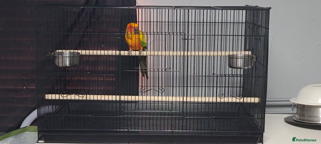 Conures birds for sale: Sun Conure Male  - Image 3