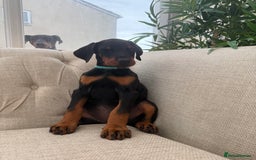 Dobermann dogs for sale: Healthy chunky European Doberman puppies - Image 16