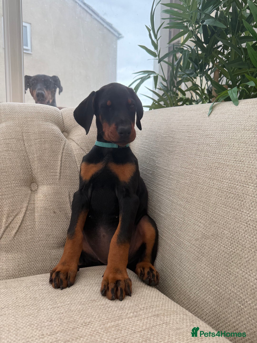 Dobermann dogs for sale: Healthy chunky European Doberman puppies - Image 16