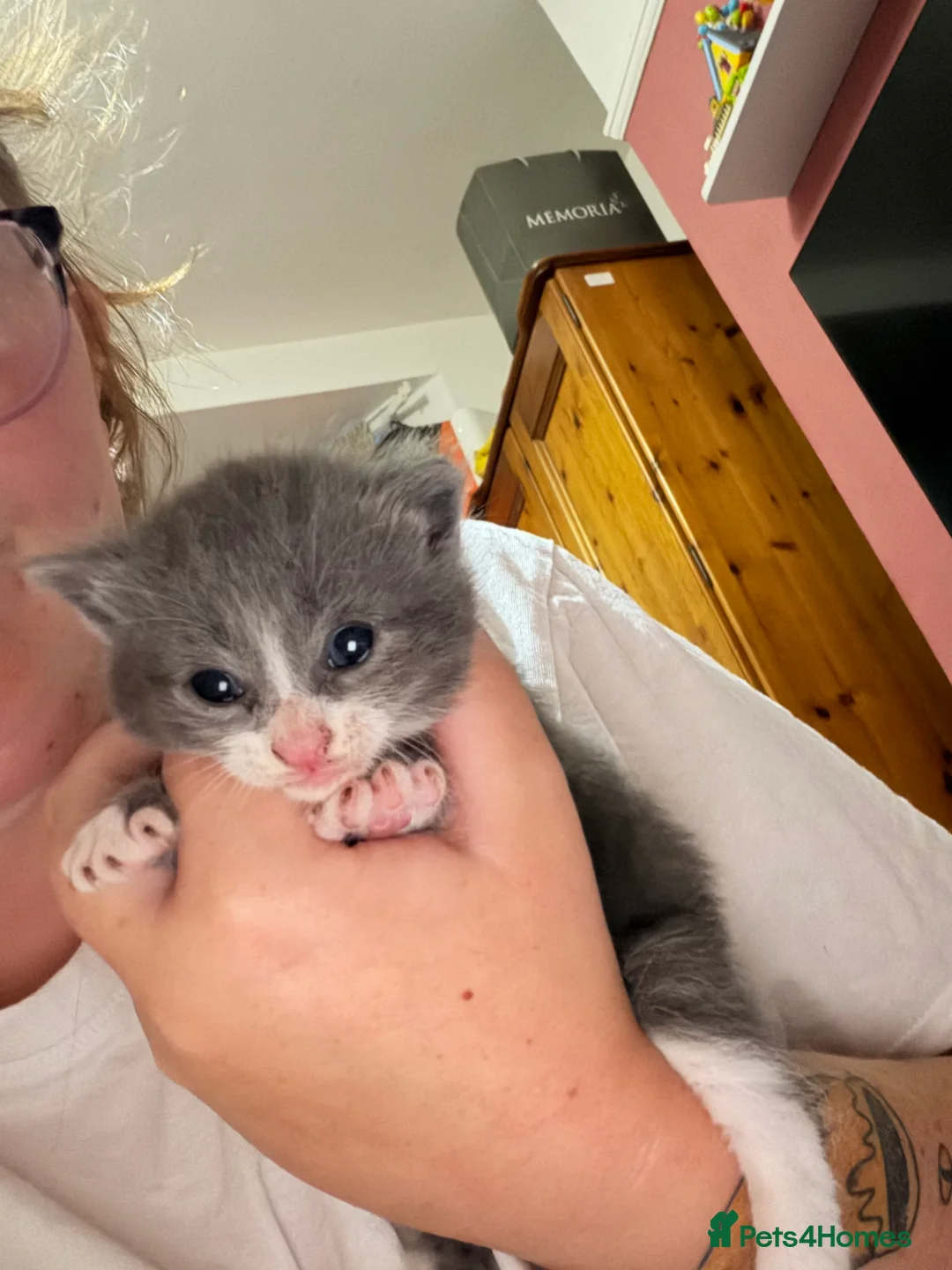 Mixed Breed cats for sale: Beautiful kittens  - Advert 10