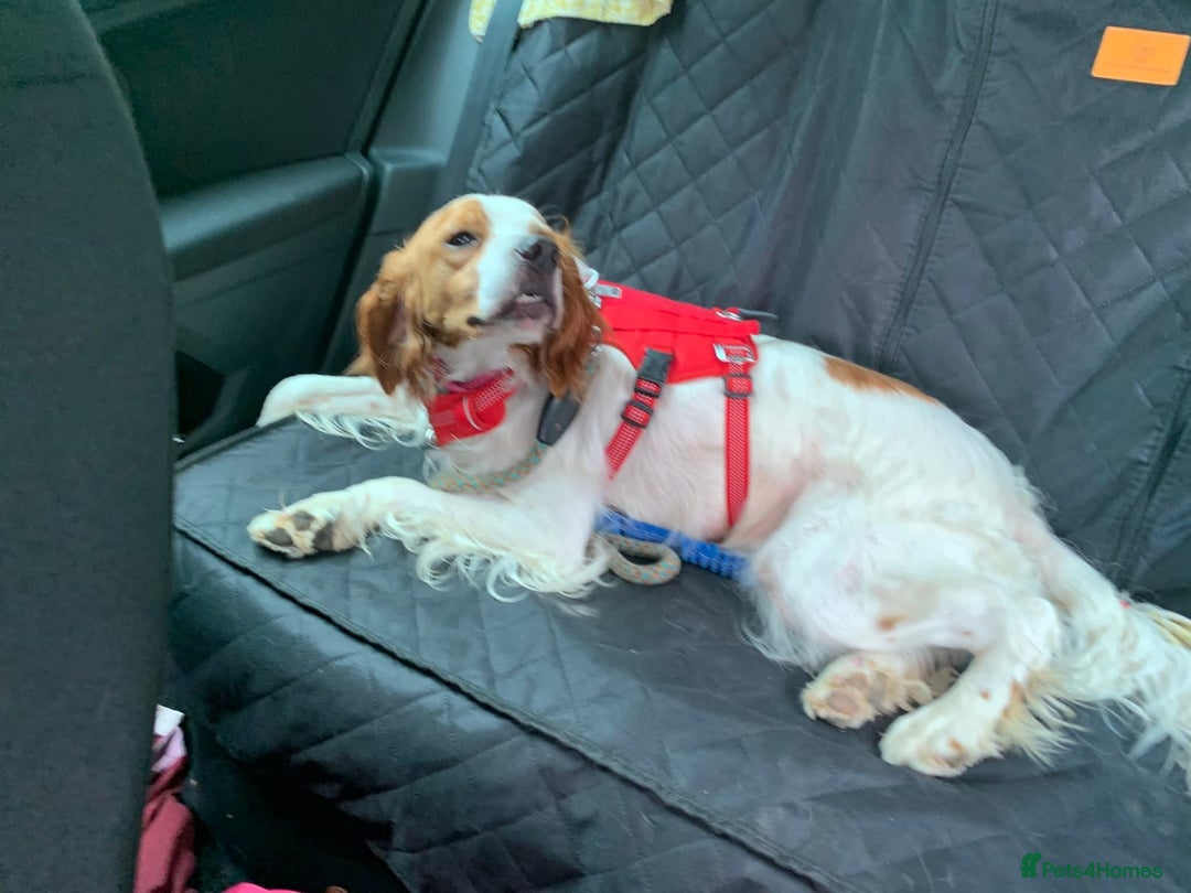 Brittany Spaniel dogs for adoption: MYRA! - Image 7