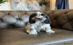 Cocker Spaniel dogs for sale: Cocker Spaniel puppies (IKC registered) - Image 6