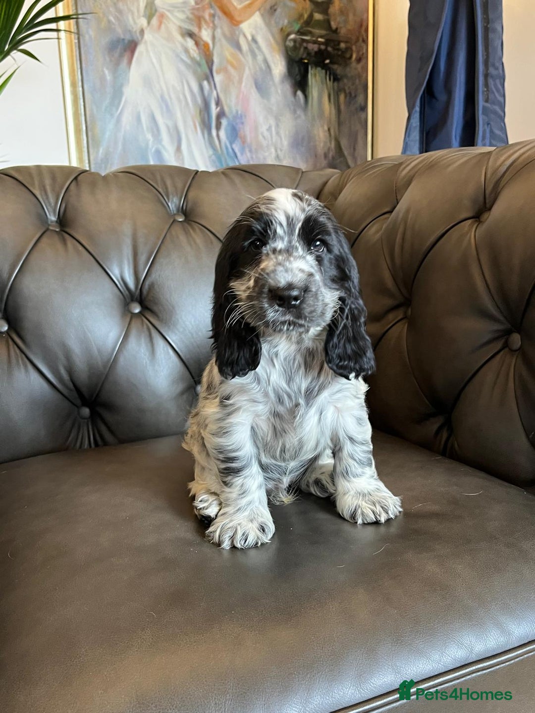 Cocker Spaniel dogs for sale: Cocker Spaniel puppies (IKC registered) - Image 6