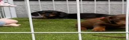 Miniature Dachshund dogs for sale: 6 beautiful miniature dachshund  in Wickford - Advert 12