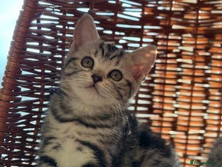 British Shorthair cats GCCF reg BSH BLACK SILVER TABBY KITTENS - Advert 13