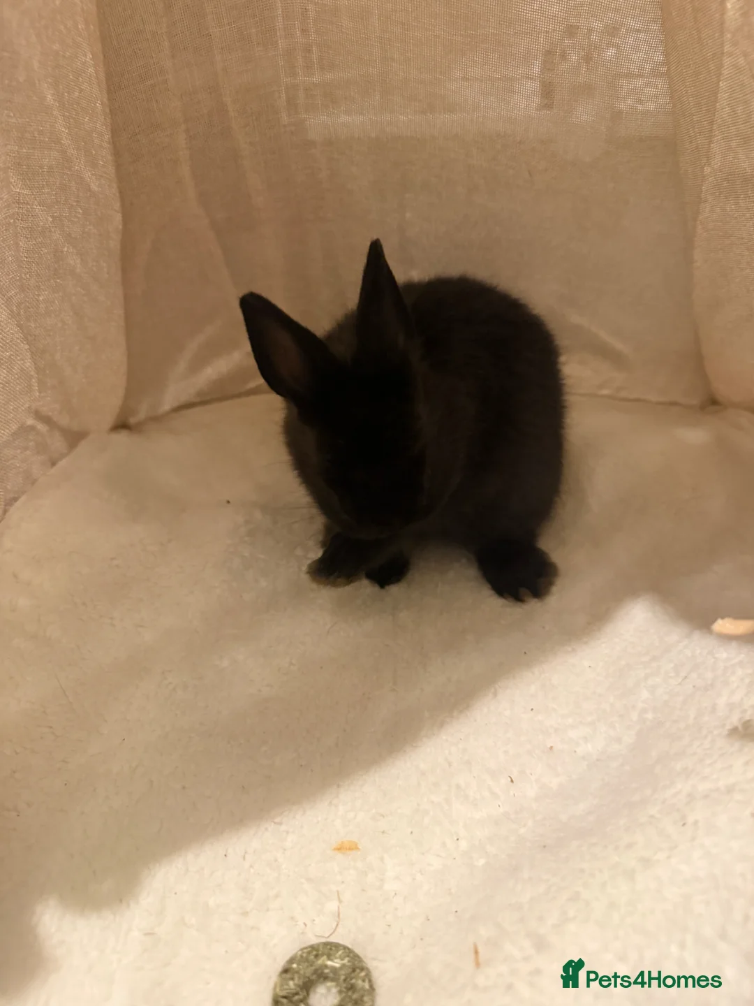 Netherland Dwarf rabbits for sale: Netherend dwarf bunnies - Advert 3