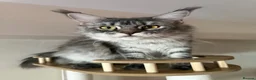Maine Coon cats for sale: Stunning TICA Maine Coon Queen DNA Tested Active in London - Advert 5