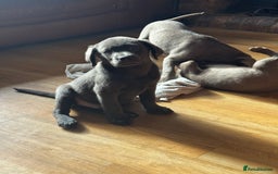 Labrador Retriever dogs for sale: 🩶 Silver & Charcoal Labrador Puppies - Image 2