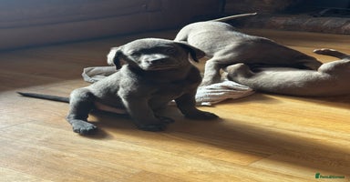 Labrador Retriever dogs - Advert 9