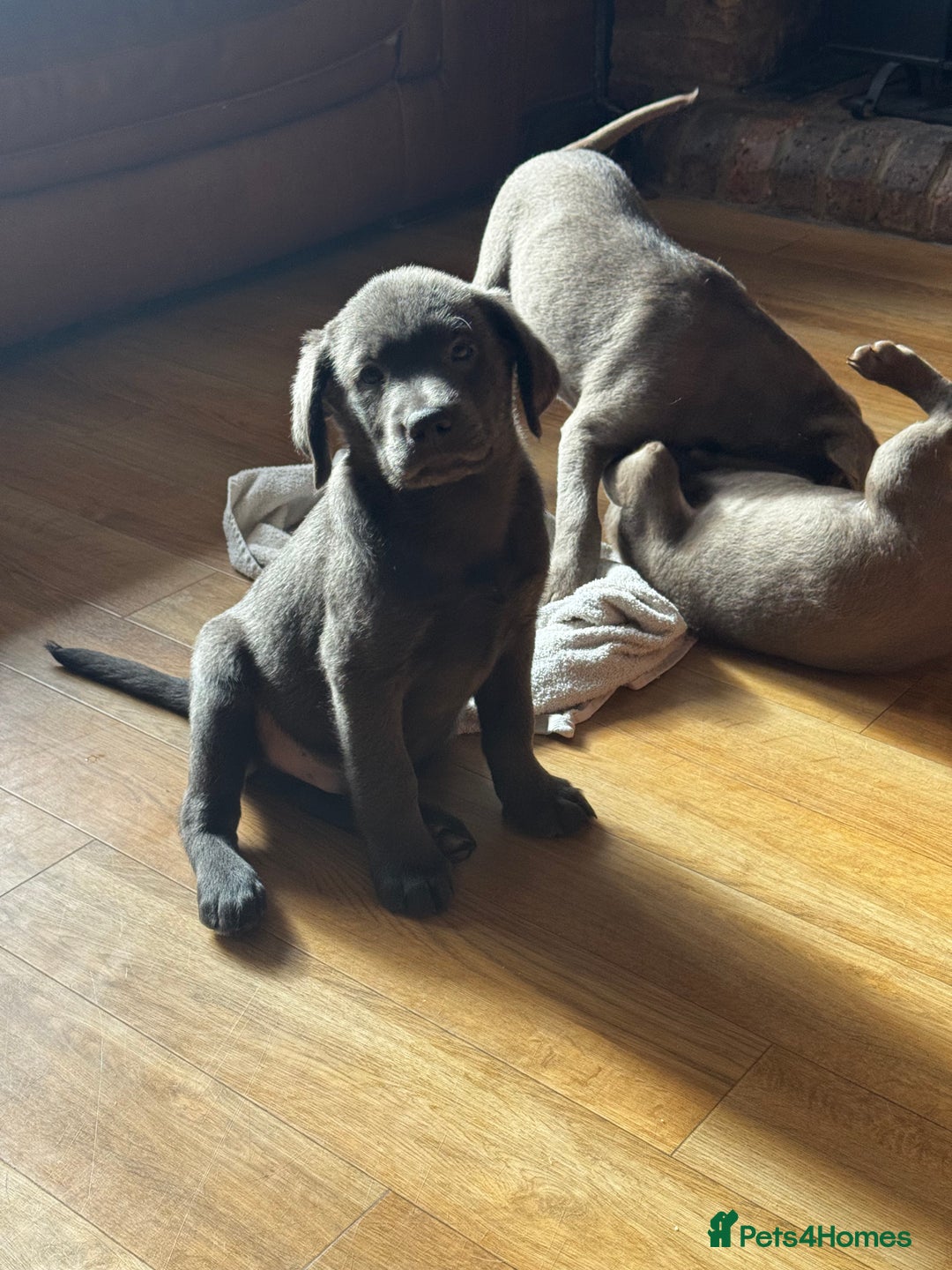 Labrador Retriever dogs for sale: 🩶 Silver & Charcoal Labrador Puppies - Image 2