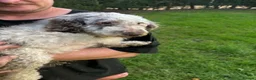 Mixed Breed dogs for sale: Stunning Miniature Merle Poodles - Advert 2