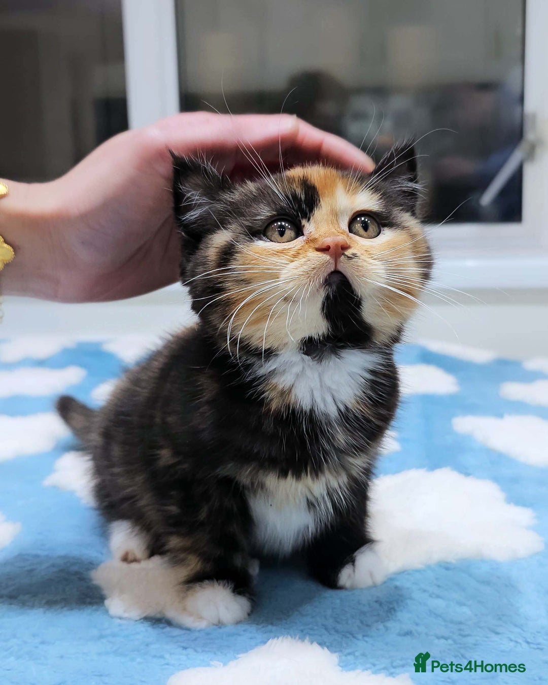 British Shorthair cats for sale: Lovely BSH/BLH Kittens Ready For New Home - Advert 28