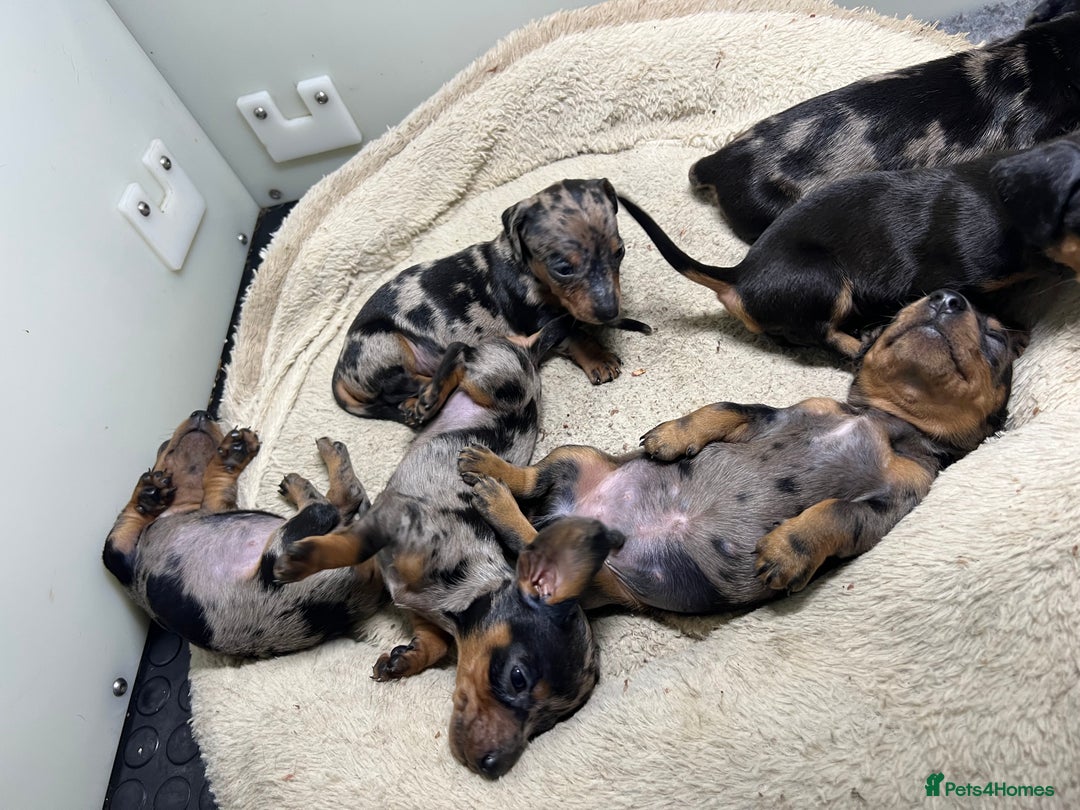 Miniature Dachshund dogs for sale: Miniature Dachshund KC ready now  - Image 21