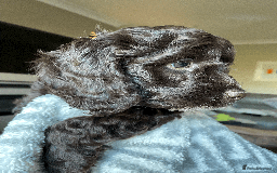 Cockapoo dogs for sale: Beautiful Thick coated Fluffy F1 Toy Cockapoo pups - Advert 25