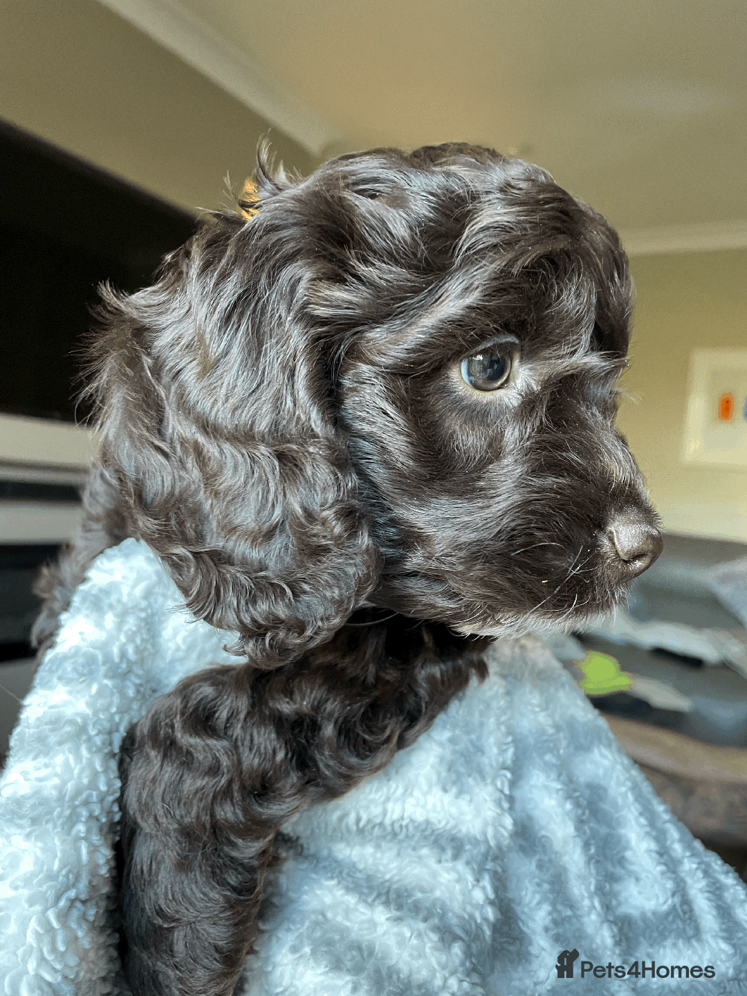 Cockapoo dogs for sale: Beautiful Thick coated Fluffy F1 Toy Cockapoo pups - Advert 25