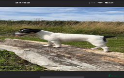 Jack Russell dogs for sale: Traditional old fashioned jack Russel puppies  - Advert 11