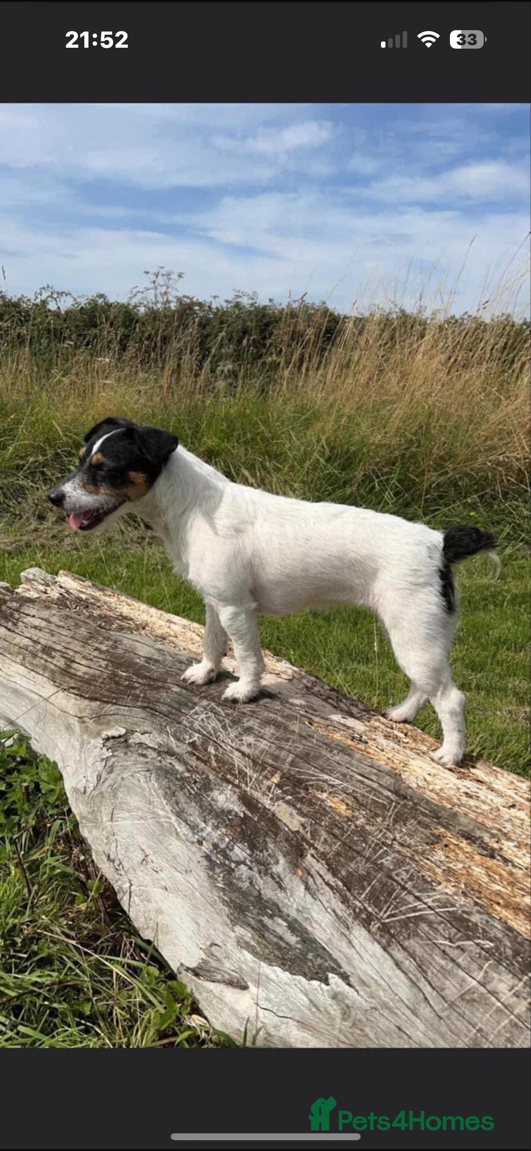 Jack Russell dogs for sale: Traditional old fashioned jack Russel puppies  - Advert 11