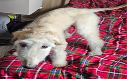 Afghan Hound dogs for sale: Amazing Afgan Hound for sale - Image 7