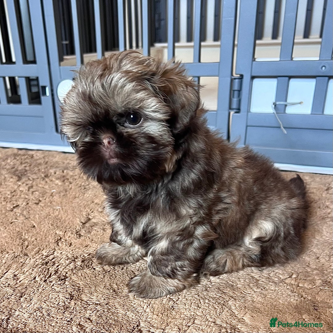 Shih Tzu dogs for sale: Stunning KC chocolate imperial Shihtzu puppies - Image 10