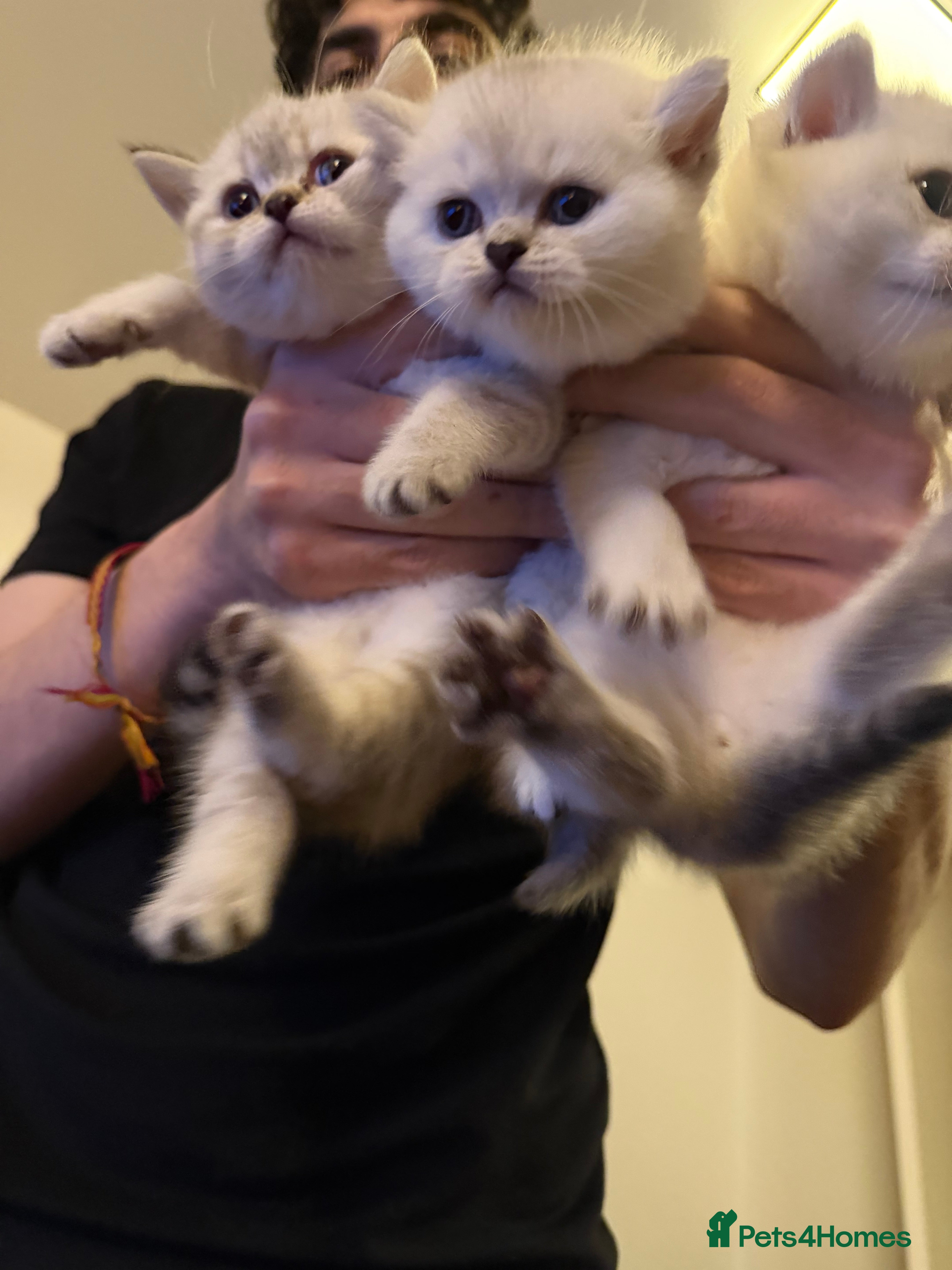 British Shorthair cats Kitten British shorthair 🧸🤍 - Advert 2