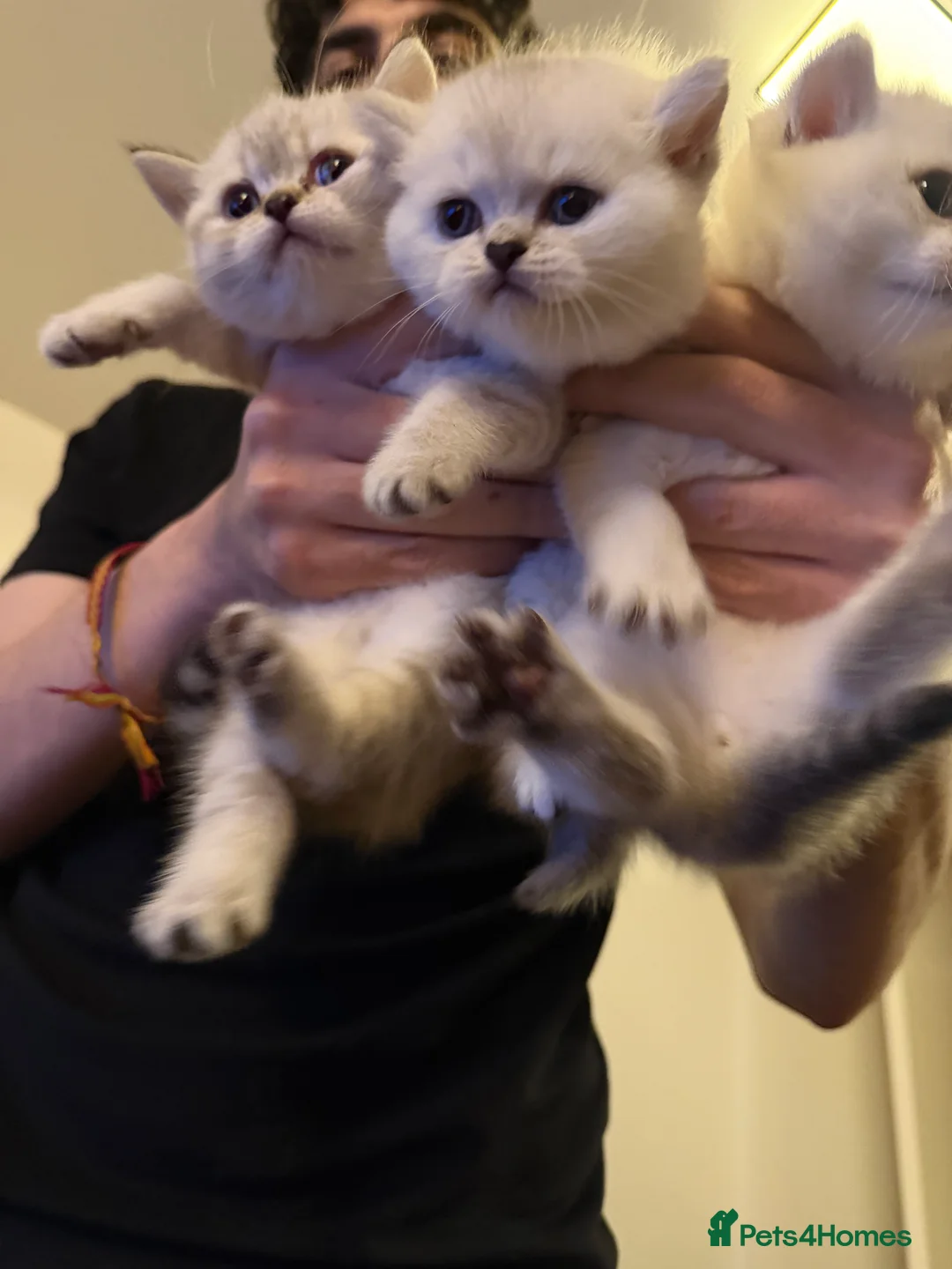 British Shorthair cats for sale: Kitten British shorthair 🧸🤍 - Advert 1
