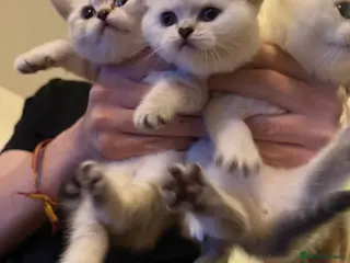 British Shorthair cats Kitten British shorthair 🧸🤍 - Advert 2