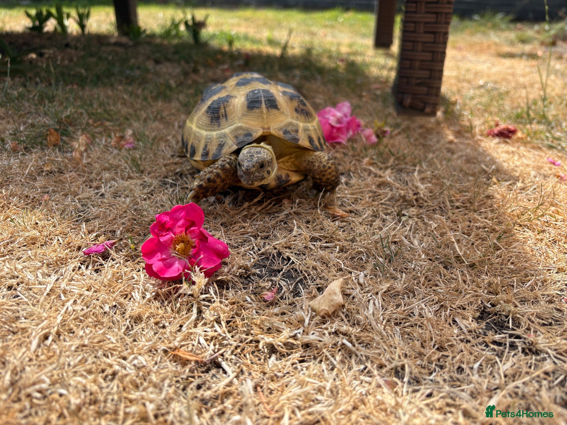 Tortoise reptiles Tortoise - Advert 3