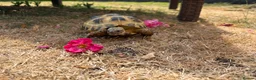 Tortoise reptiles for sale: Tortoise in Camberley - Advert 1