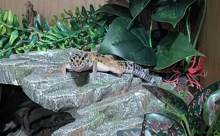 Leopard Gecko reptiles - Advert 3