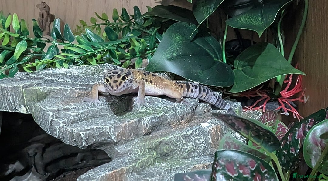 Leopard Gecko reptiles for sale: Leopard gecko and full setup for sale - Image 1