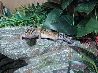 Leopard Gecko reptiles - Advert 21