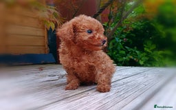 Toy Poodle dogs for sale: Toy Poodles from k.c.registered DNA tested parents - Image 4