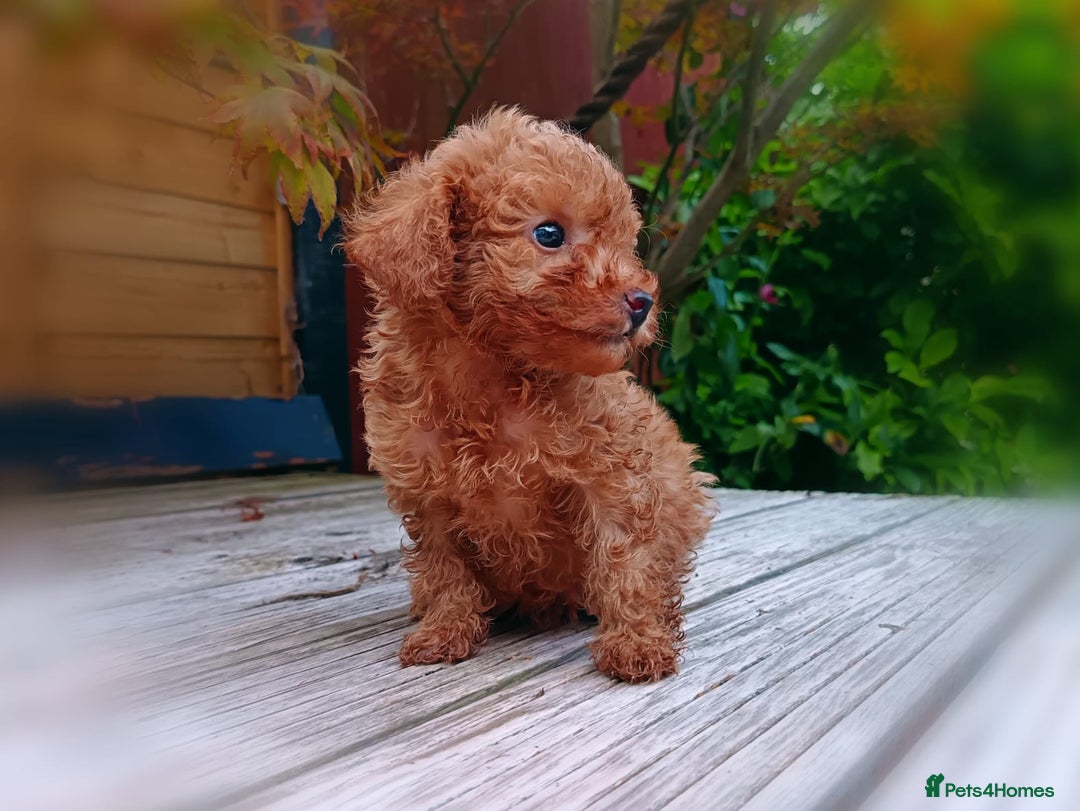 Toy Poodle dogs for sale: Toy Poodles from k.c.registered DNA tested parents - Image 4
