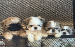 Shih Tzu dogs for sale: Beautiful Shitzu pups for sale  - Image 6