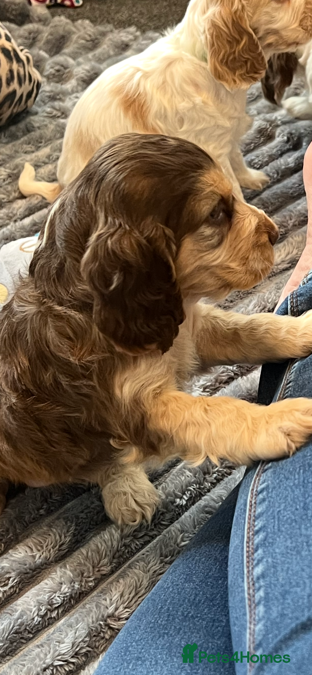 Cocker Spaniel dogs for sale: True show cocker spaniel pups  - Image 19