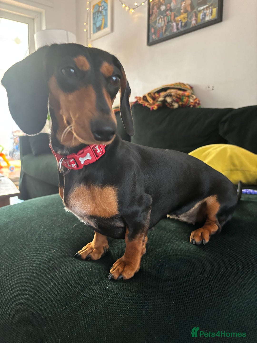 Miniature Dachshund dogs for sale: 3 year old female Miniature Dachschund ((Poppy)) - Image 6