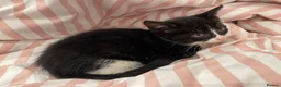 British Longhair cats for sale: 3 Fluffy Cuddly Kittens looking for homes - Advert 12