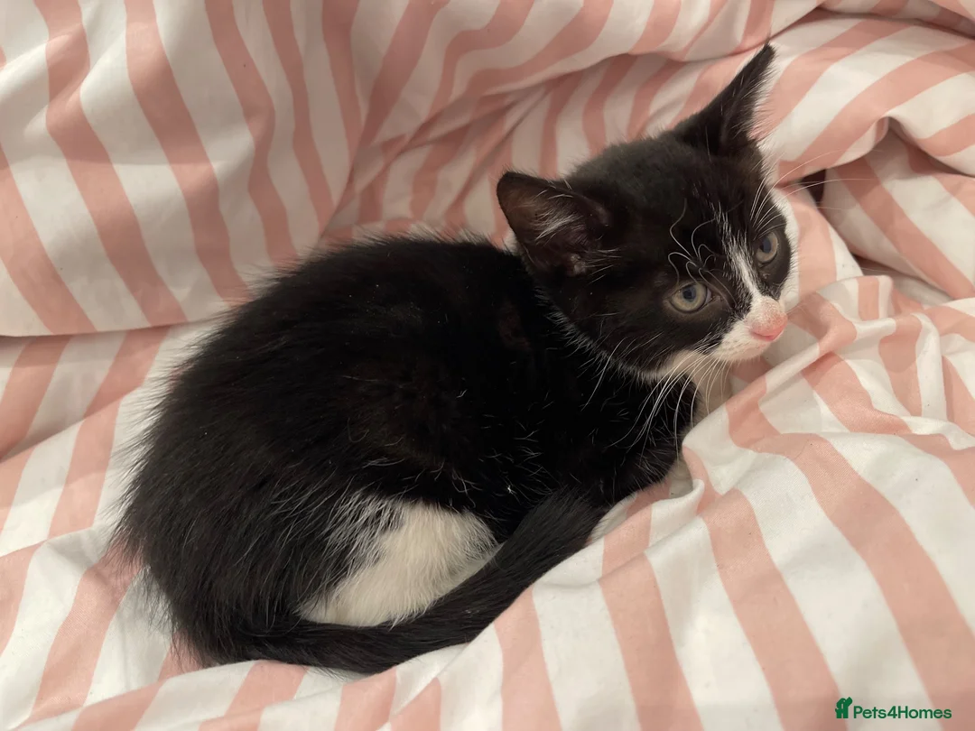 British Longhair cats for sale: 3 Fluffy Cuddly Kittens looking for homes - Advert 12