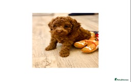 Toy Poodle dogs for sale: Beautiful KC Toy poodle boy  - Advert 3