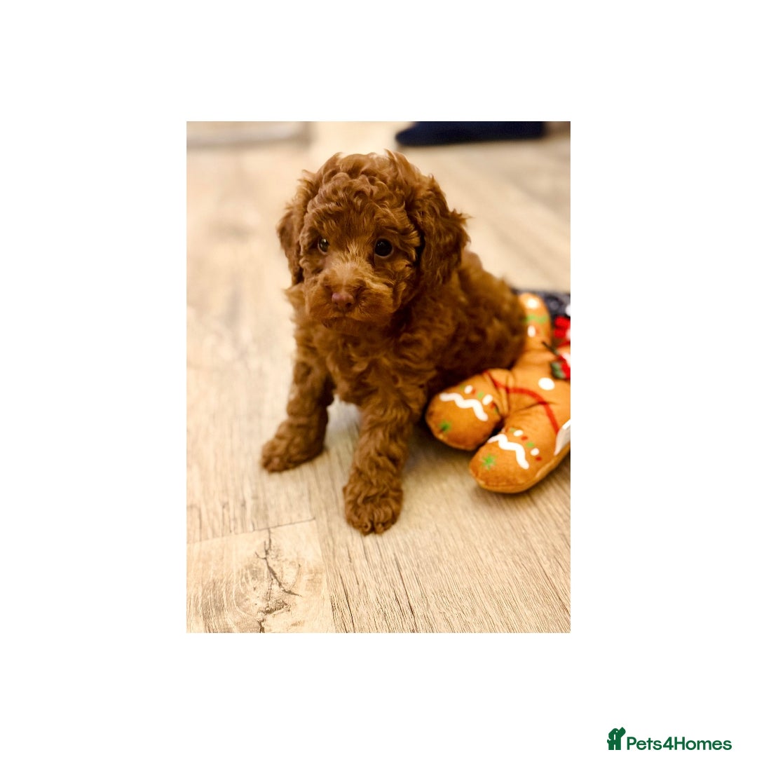 Toy Poodle dogs for sale: Beautiful KC Toy poodle boy  - Advert 3