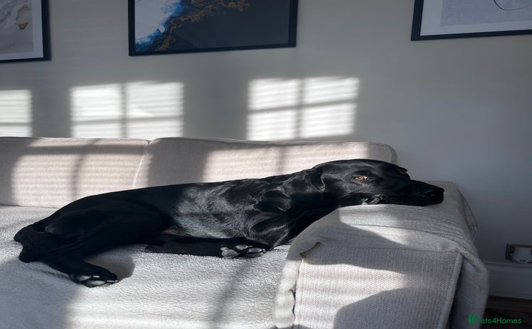 Labrador Retriever dogs Ralph - Labrador retriever  - Advert 3