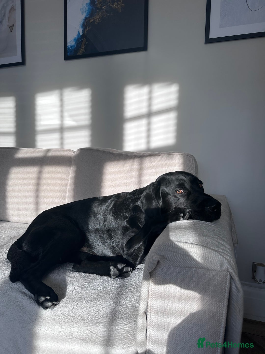 Labrador Retriever dogs for sale: Ralph - Labrador retriever  - Advert 1