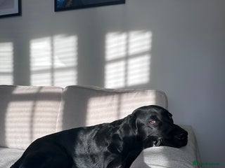 Labrador Retriever dogs Ralph - Labrador retriever - Advert 1