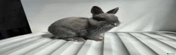 Netherland Dwarf rabbits for sale: Young Netherland Dwarf (Luna) looking for a home  - Advert 4
