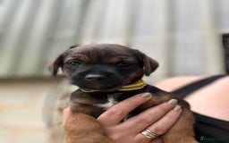 Border Terrier dogs for sale: Border Terrier Pups - Image 12