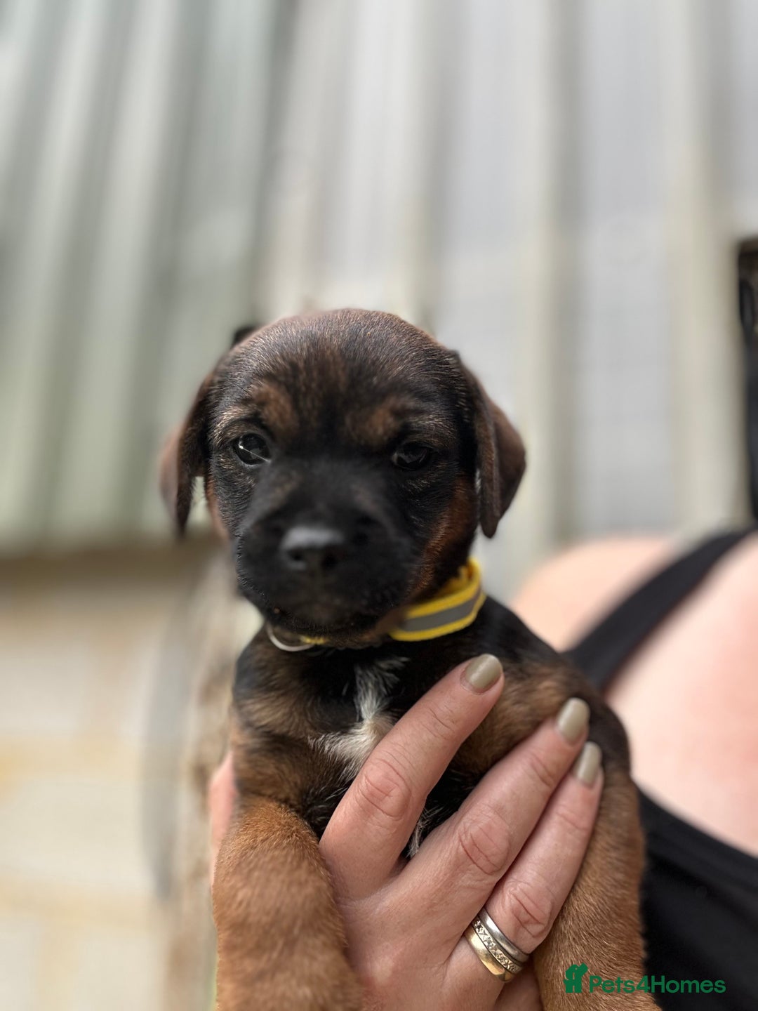 Border Terrier dogs for sale: Border Terrier Pups - Image 12