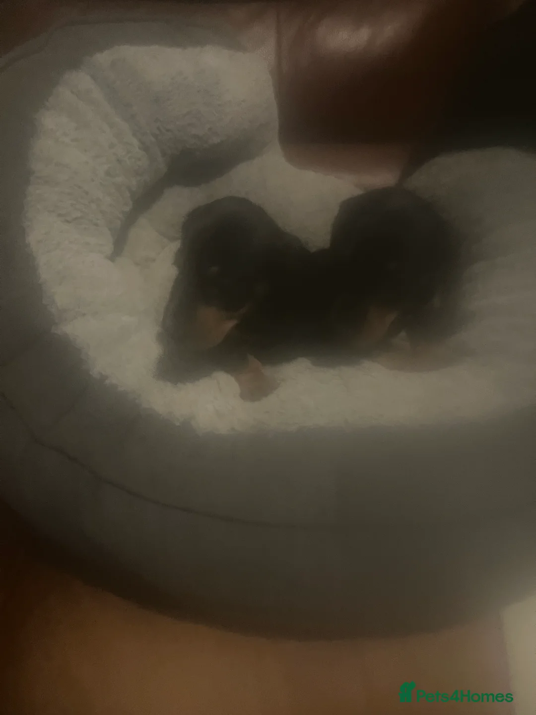 Miniature Dachshund dogs for sale: miniature dachshunds - Advert 13