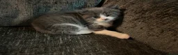 Mixed Breed cats for sale: Grey kitten - Advert 2