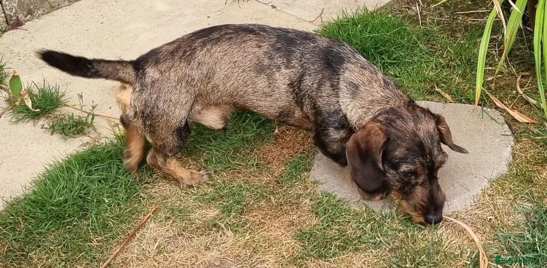 Miniature Dachshund dogs for stud: KC Teckel Merle Wirehaired Stud  - Advert 4