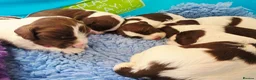 English Springer Spaniel dogs for sale: KC Health Tested, Home Reared 5 ⭐️ Liver Pups - Advert 16